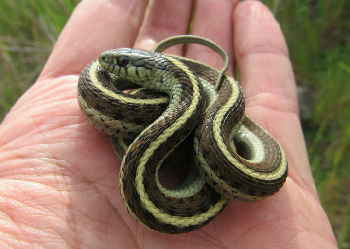 Coast Garter Snake